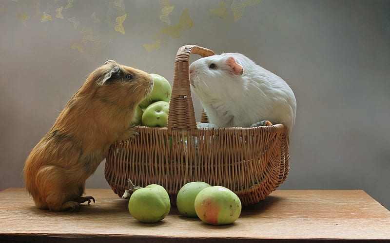 guinea pigs, cute animals, fruit basket, apples, HD wallpaper