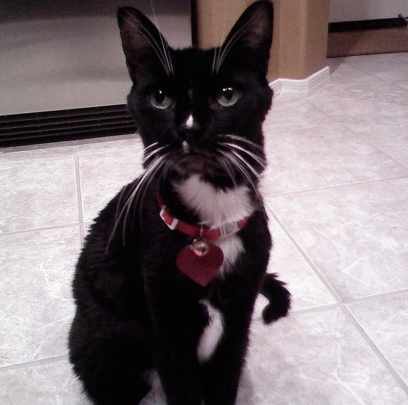 My Cute Kitty Cat, cute, kitty, tuxedo, black, white, cat, sweet, HD wallpaper