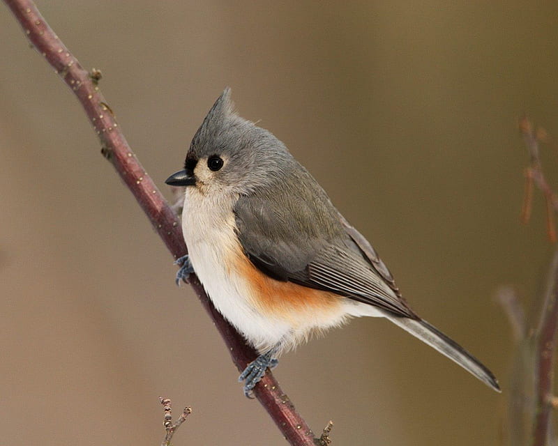 Untitled , nature, tufted titmouse, HD wallpaper