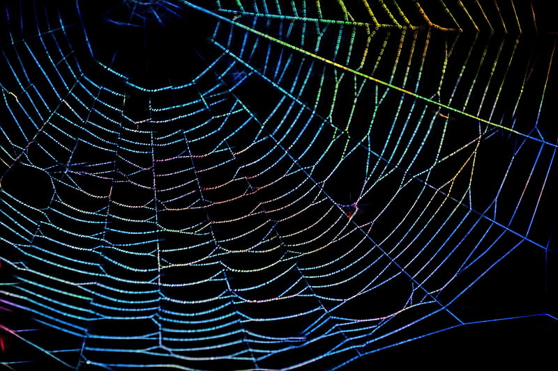 spider web, drops, multi-colored, HD wallpaper