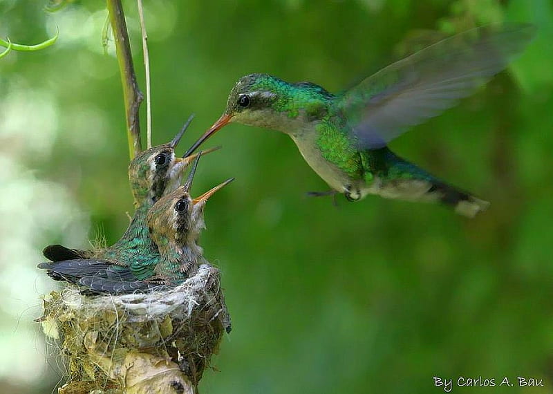 Humming Bird Feeding, humming, feeding, bird, bonito, HD wallpaper