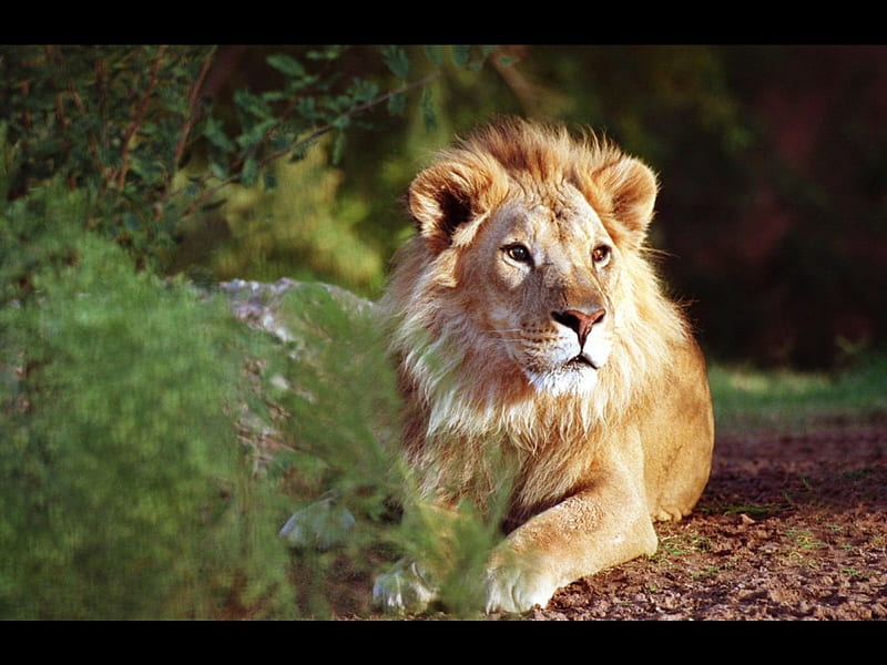 The mighty king, animals, lions, HD wallpaper