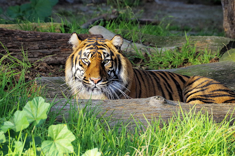 tiger, glance, predator, big cat, HD wallpaper