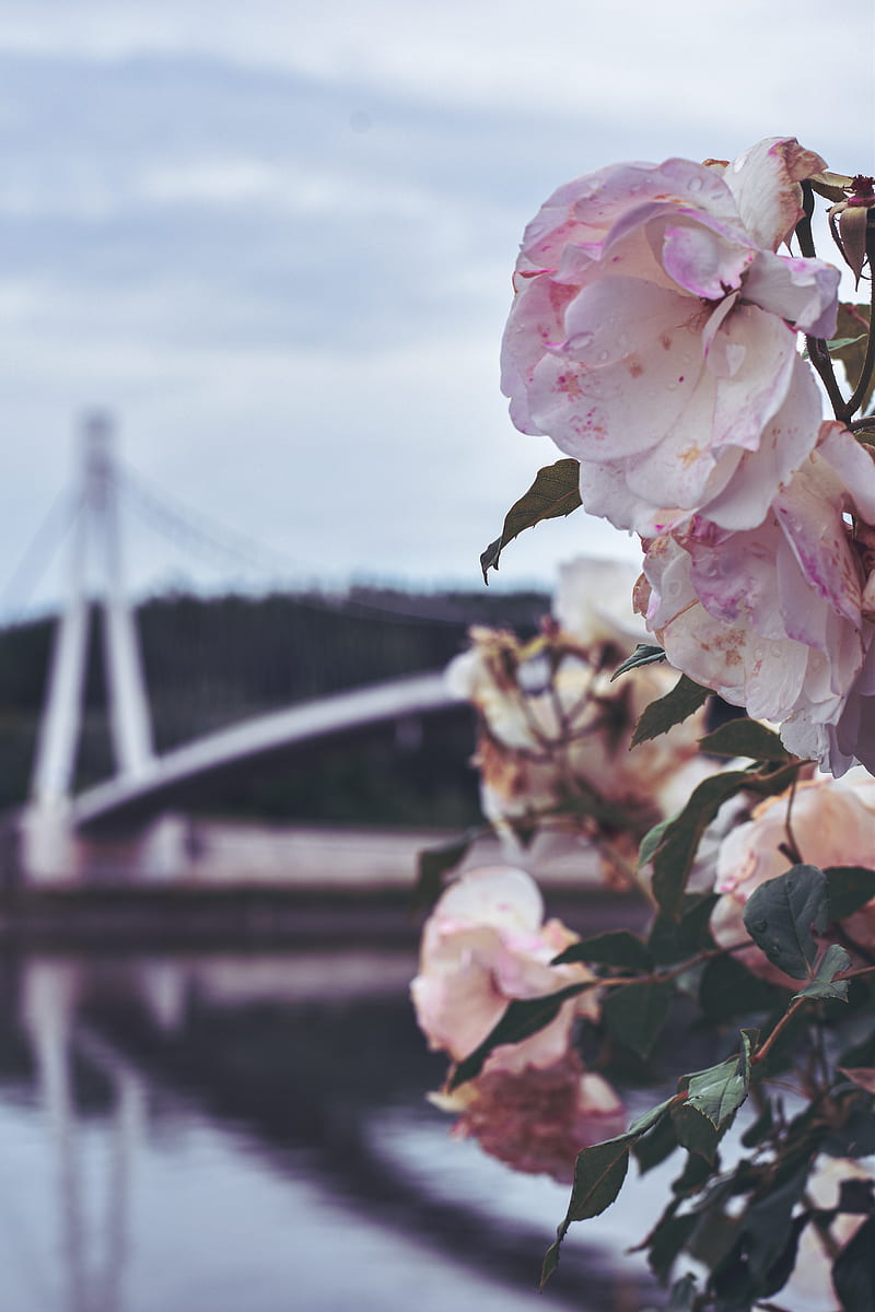 Osijek in bloom, bridge, city, flower, flowers, nature, pink, pretty, purple, river, HD phone wallpaper