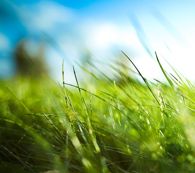 summerness, barbaivan, grass, green, summer, HD wallpaper