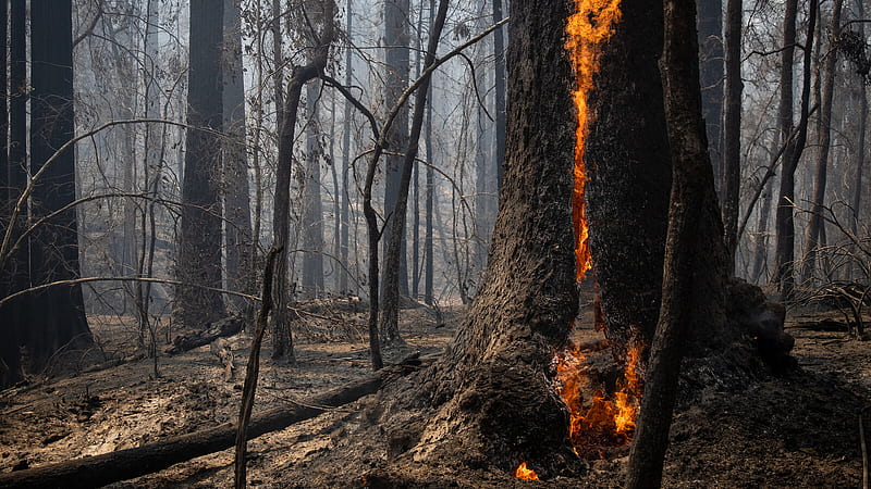 Hundreds of Trees Burned at Big Basin Redwoods State Park - The New York Times, Santa Cruz Redwoods, HD wallpaper