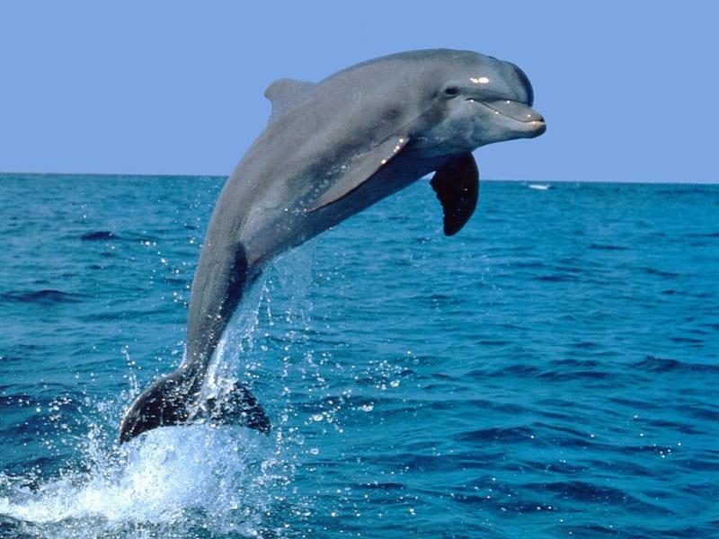 cute dolphin, cute, watery, slippery, shiny, HD wallpaper