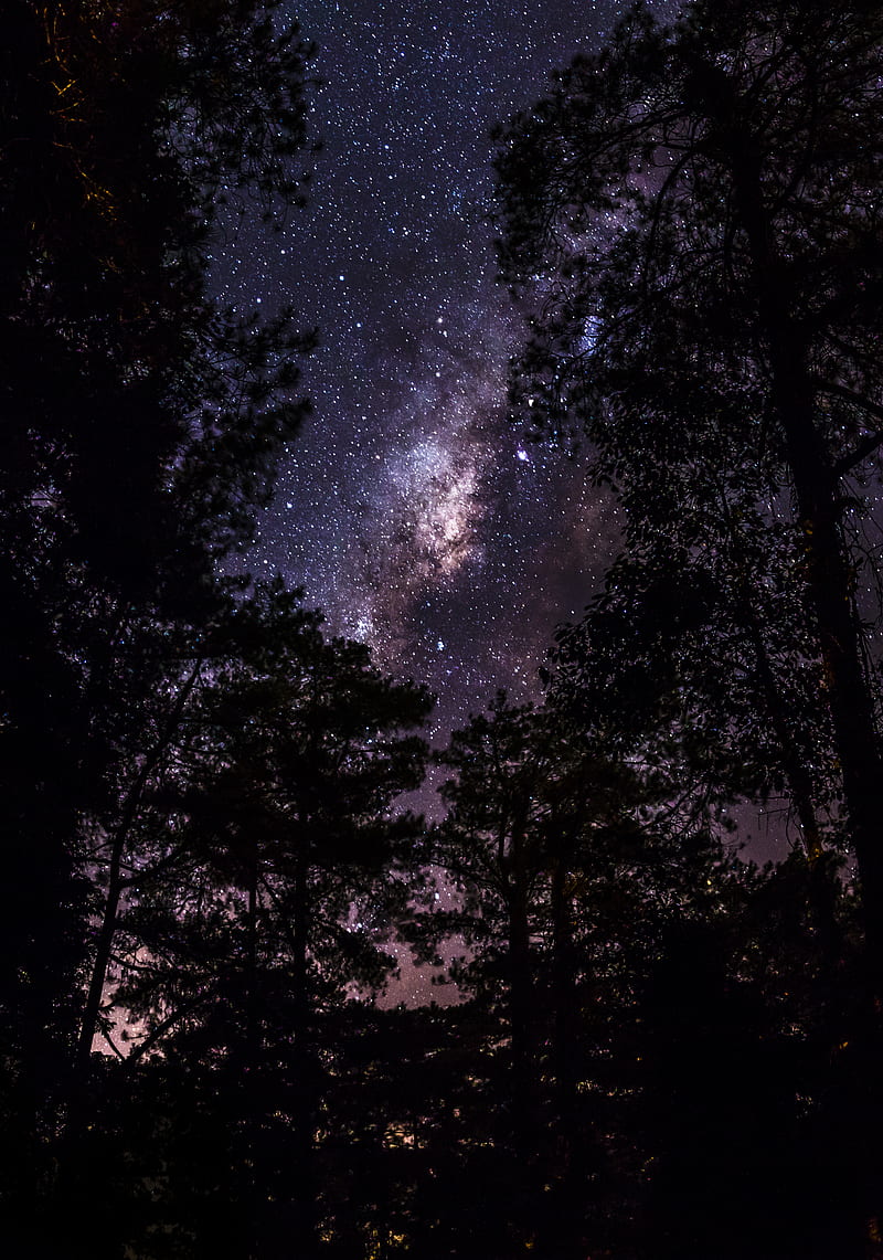 Trees Under Milky Way, HD phone wallpaper