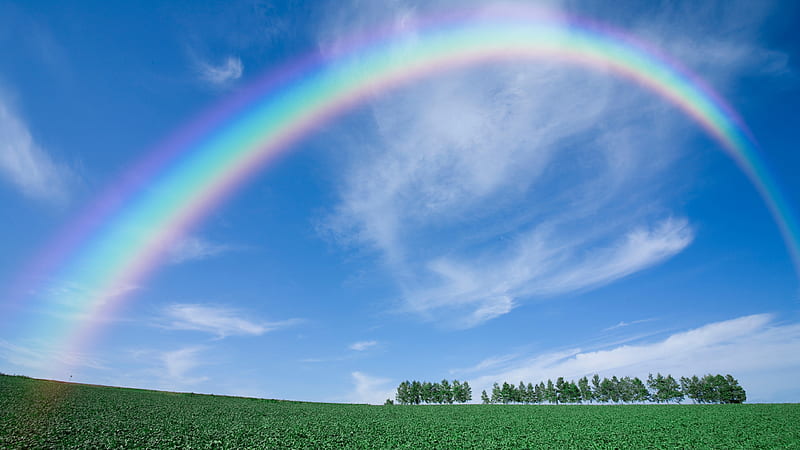 Landscape View Of Rainbow Above Trees Rainbow, HD wallpaper