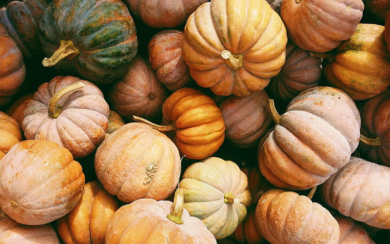 pumpkins, mountain pumpkins, pumpkins background, big pumpkins, pumpkin harvest, HD wallpaper
