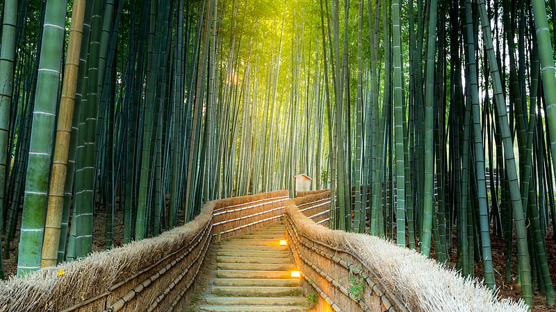 Path Between Bamboo Forest Beautiful, HD wallpaper