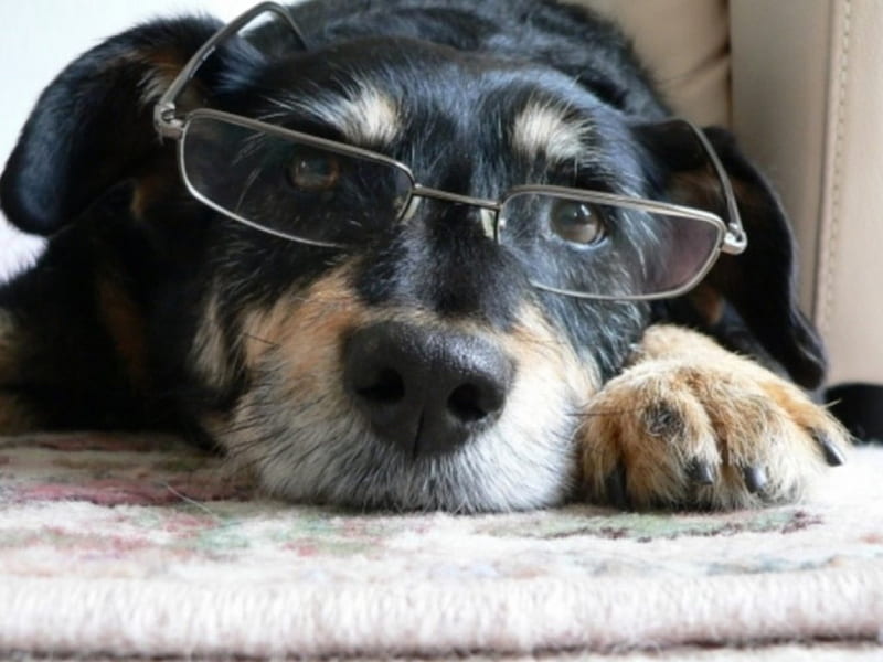Occupational Hazards, glasses, dog, HD wallpaper