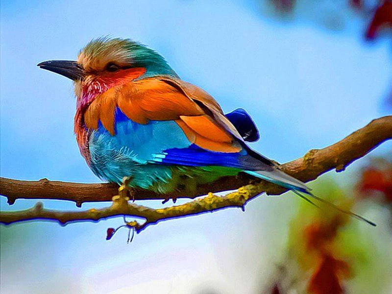 colourful bird, branch, bird, feather, animal, HD wallpaper