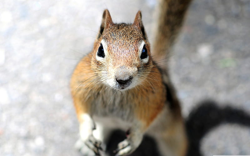 close up of a squirrels-Wildlife, HD wallpaper