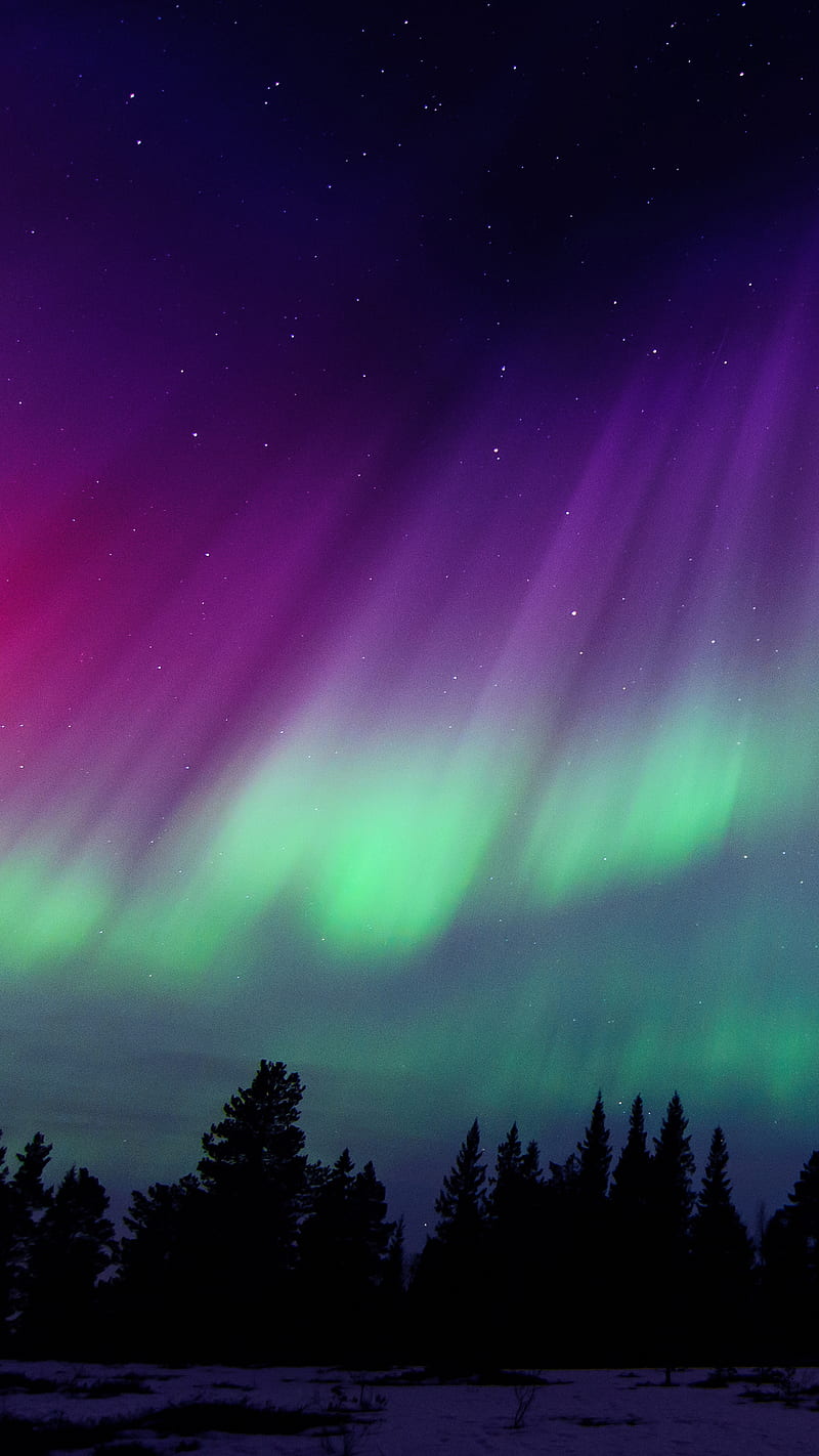 Aurora borealis, forest, night, northern lights, purple, sky, HD phone wallpaper
