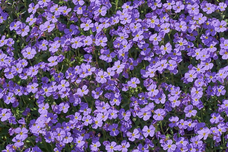 Purple and white flower field, HD wallpaper | Peakpx