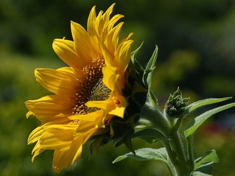Sunflower, leaves, blossom, yellow, garden, petals, buds, HD wallpaper