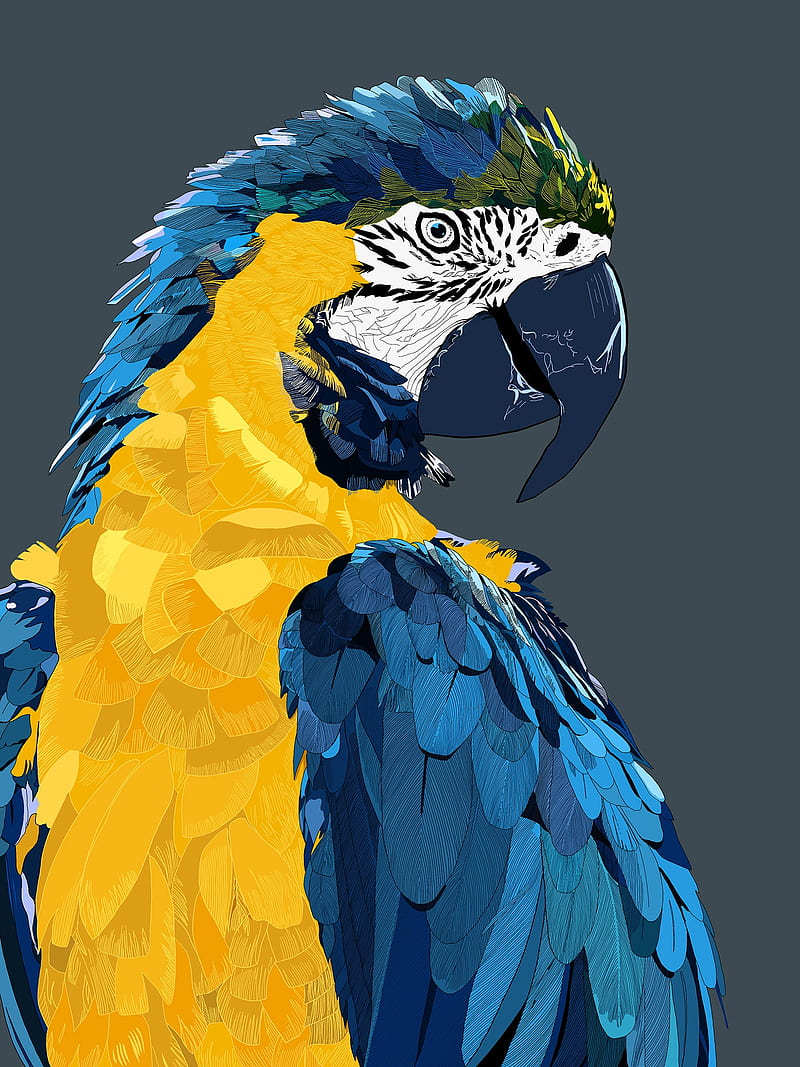 parrot, animal, animali, bird, gallo, italy, pappagallo, uccelli, uccello, volatile, HD phone wallpaper