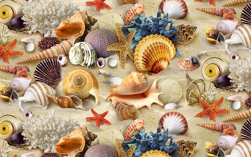 Sand, Coral, Starfish, , Colors, Colorful, Shell, Scallop, Conch, HD wallpaper