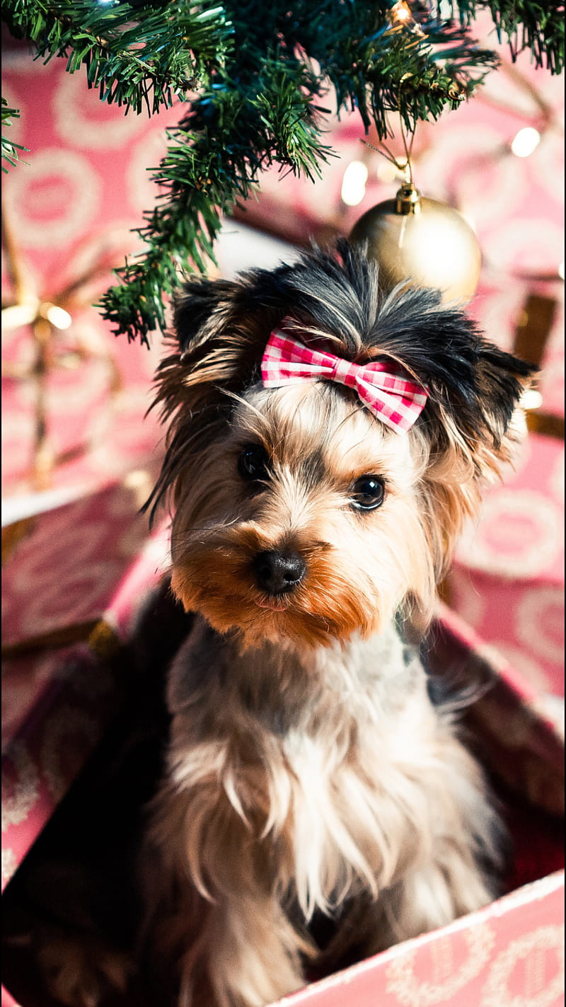 Christmas Dog Pictures Wallpapers  Wallpaper Cave