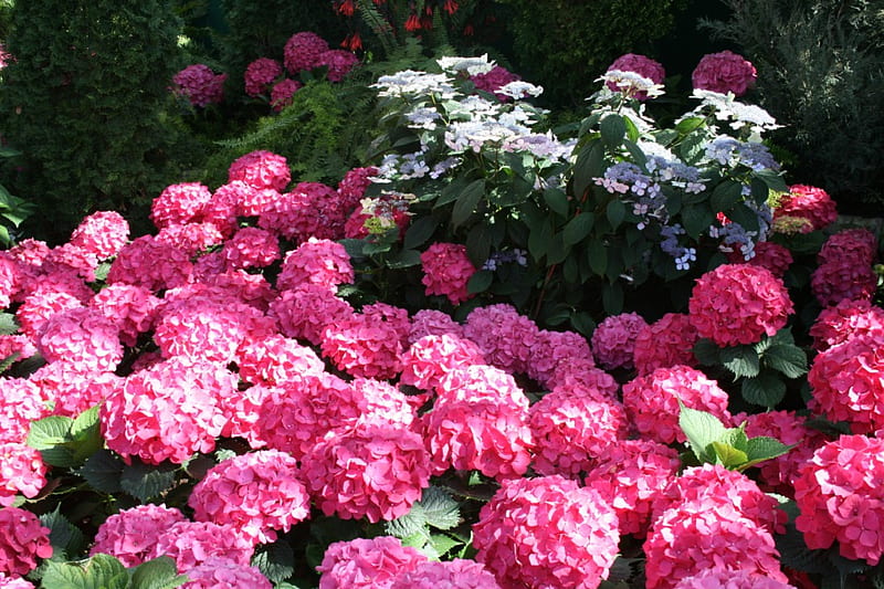 Jardín de hortensias rojas, grafía, rojo, verde, hortensia, jardín, flores,  Fondo de pantalla HD | Peakpx