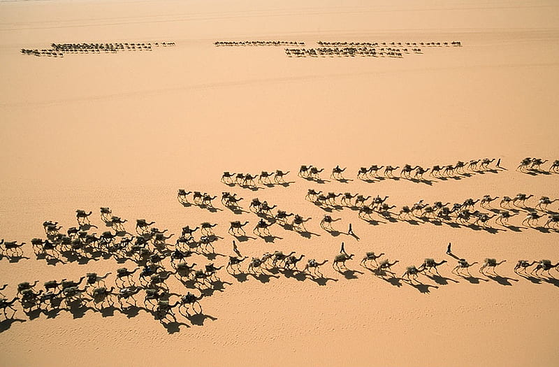 The Salt Road, desert, abstract, artwork, tuareg, graphy, sand, bedouin, camels, arab, HD wallpaper