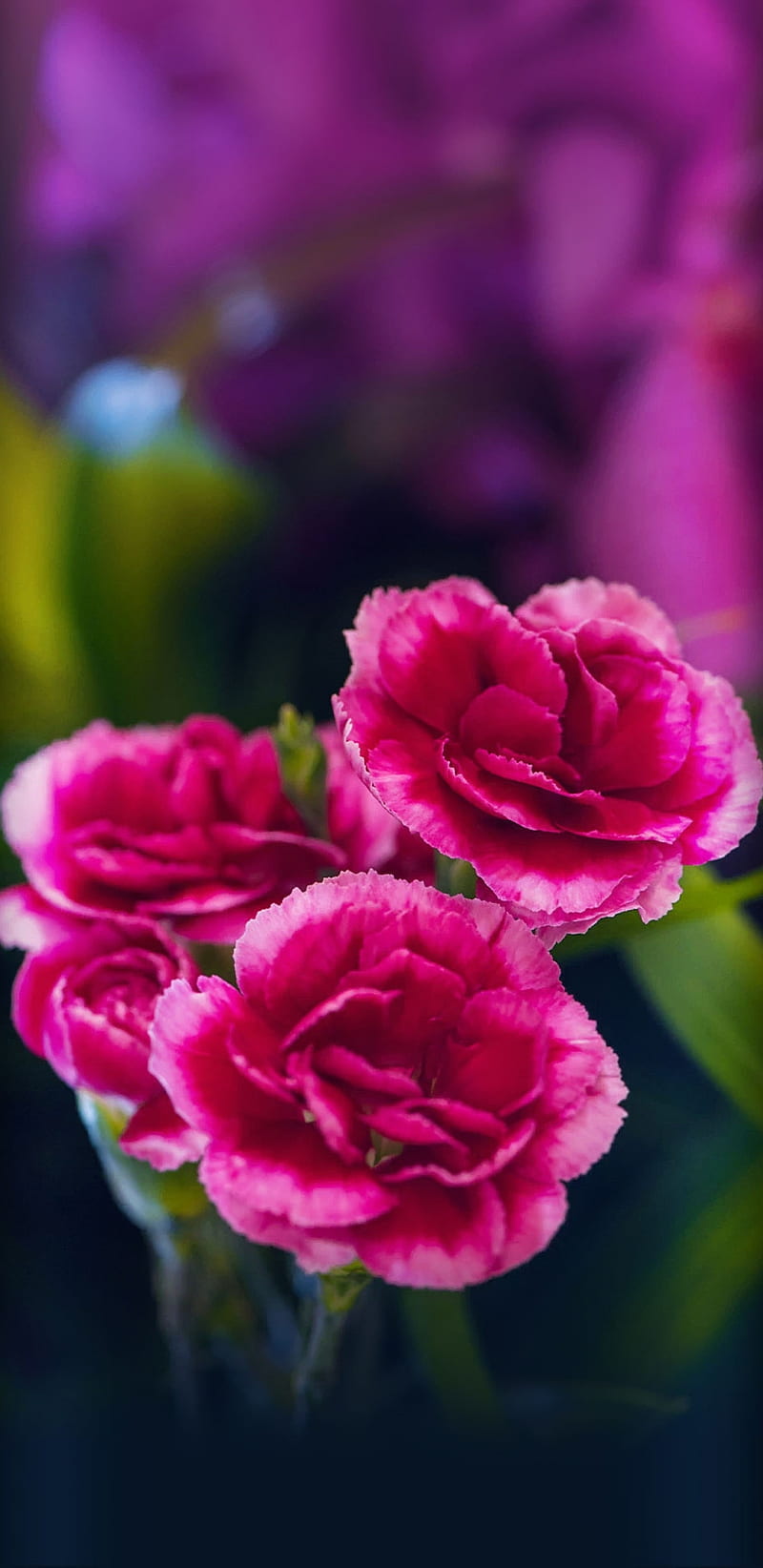 Carnations, floral, flowers, girly, pink, pretty, HD phone wallpaper