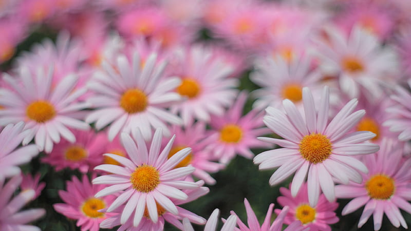 Pink Daisies Flowers In Blur Pink Background Pink Aesthetic, HD ...