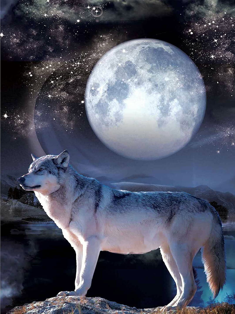 Lone Moon Wolf, wolf, moon, stars, HD phone wallpaper | Peakpx