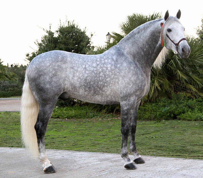 Grey Beauty, gris, andalusian, dapple, horses, spanish, HD wallpaper