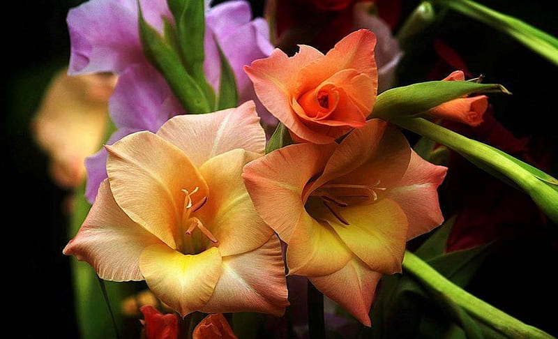 Beautiful Lilies, Yellow, Liliy, Orange, bonito, Flowers, Nature, HD wallpaper