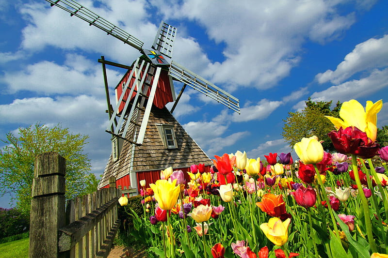 Windmill and tulips, pretty, fence, colorful, windmill, lovely, mill, bonito, sky, clouds, nice, Holland, summer, flowers, nature, tulips, HD wallpaper