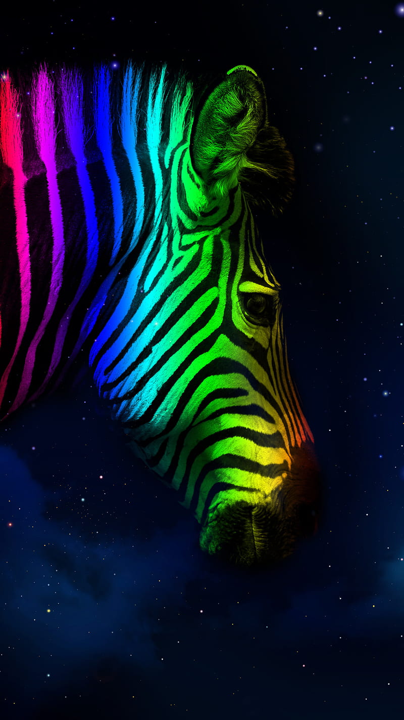 Scalamandre SCS3870 Denim Zebra Safari Self Adhesive India  Ubuy