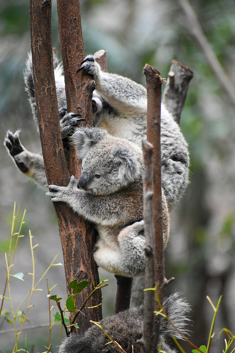 koala, koalas, funny, tree, branches, HD phone wallpaper