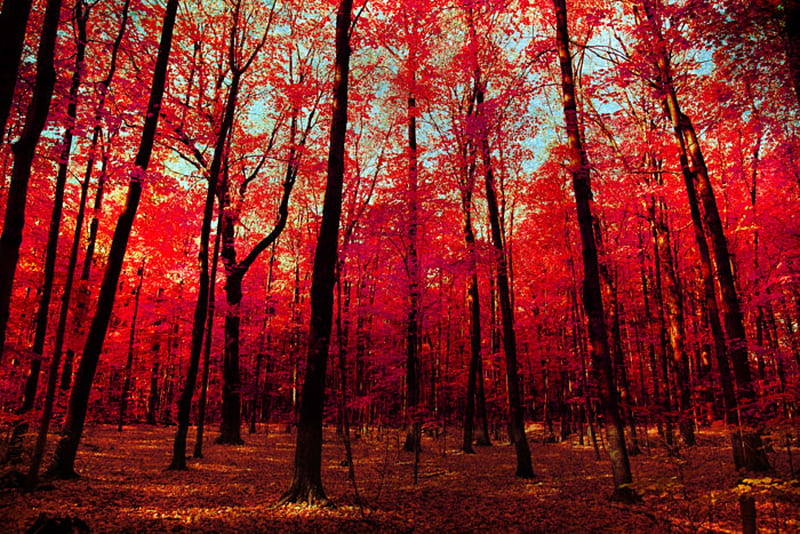 Canada Red Forest, Leaves, Forest, Red, Canada, Brown, HD wallpaper