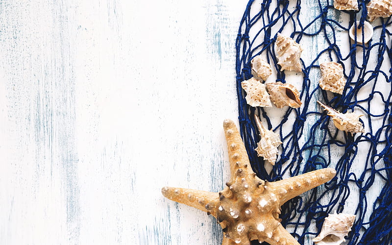 starfish, summer travel concepts, seashells, blue mesh, summer, wooden background, HD wallpaper