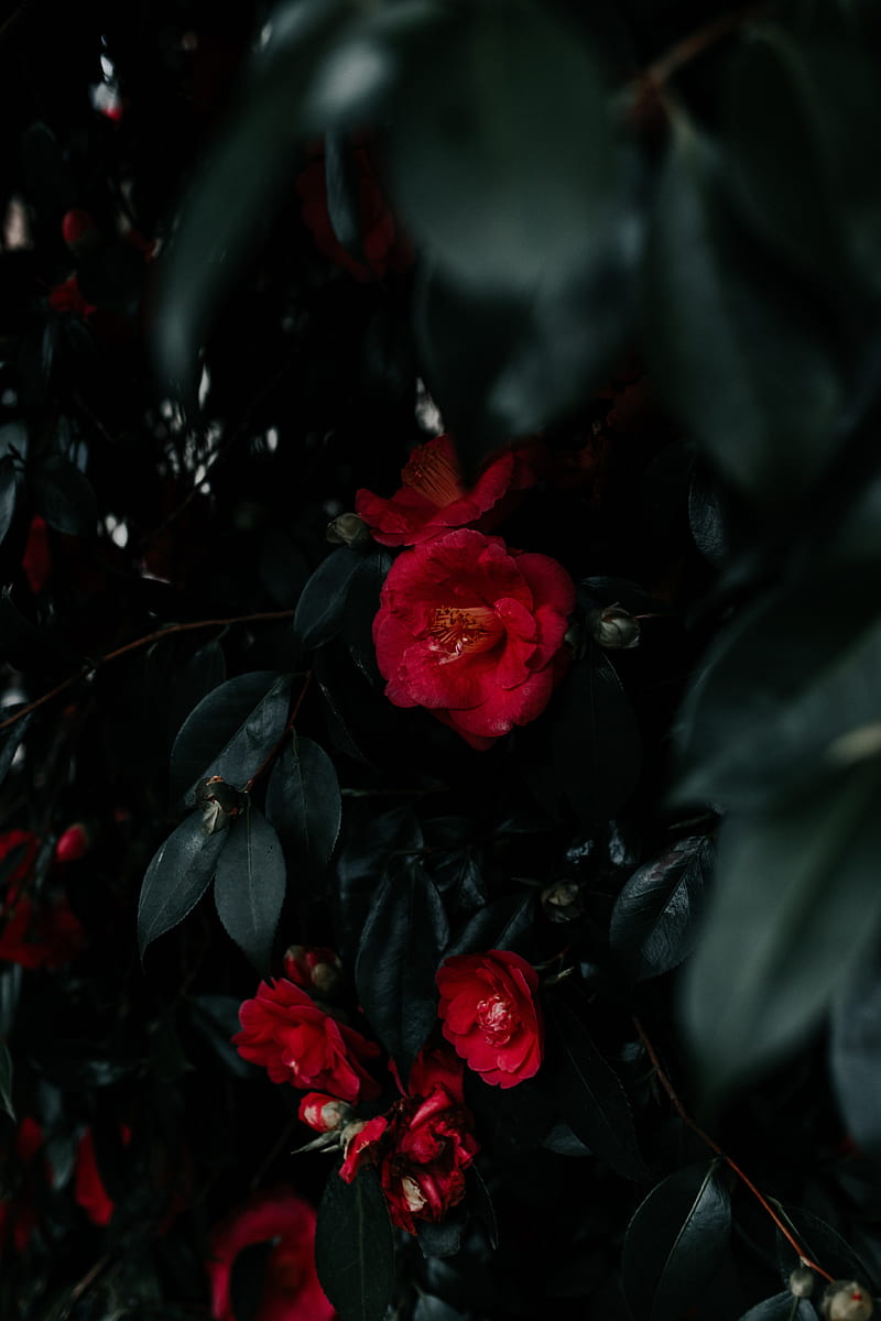 geranium, flowers, bush, leaves, plant, red, HD phone wallpaper