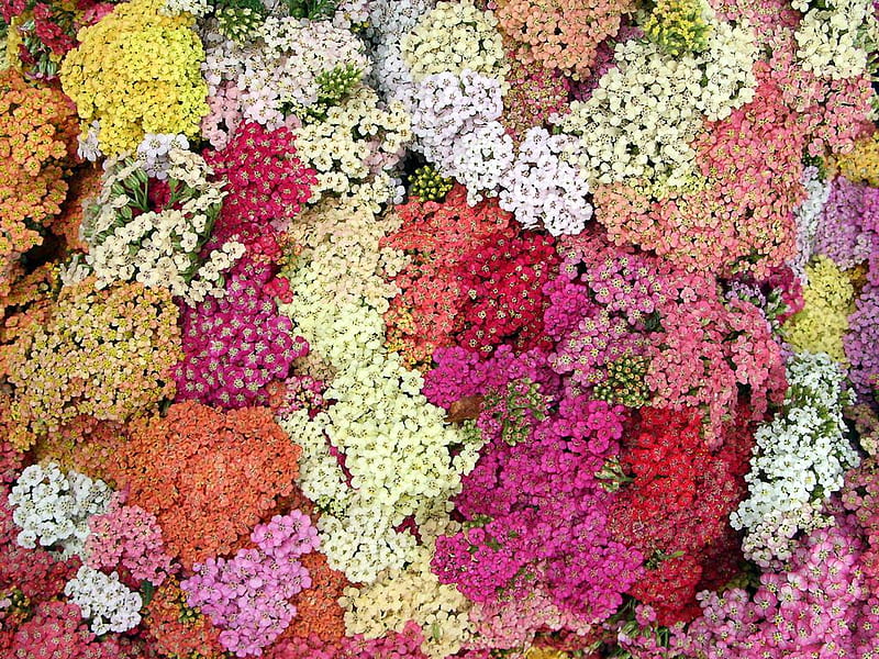 Achillea (Yarrow), flower, colour, achillea, yarrow, HD wallpaper