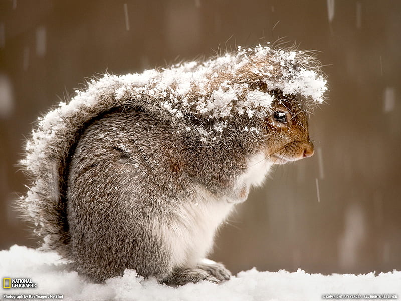 Squirrel in Snow-national geographic, HD wallpaper