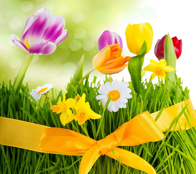 Spring Time, flowers, grass, meadow, spring, tulips, HD wallpaper