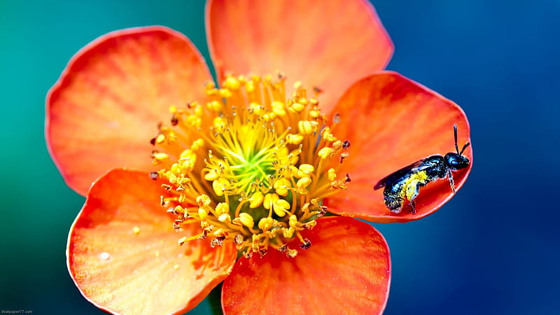 Bee flower, flower, bee, pollen, orange, HD wallpaper