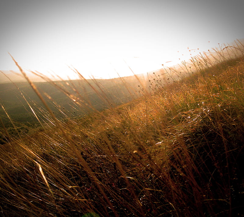 Sunny Field, grassy, serbia, summer, HD wallpaper