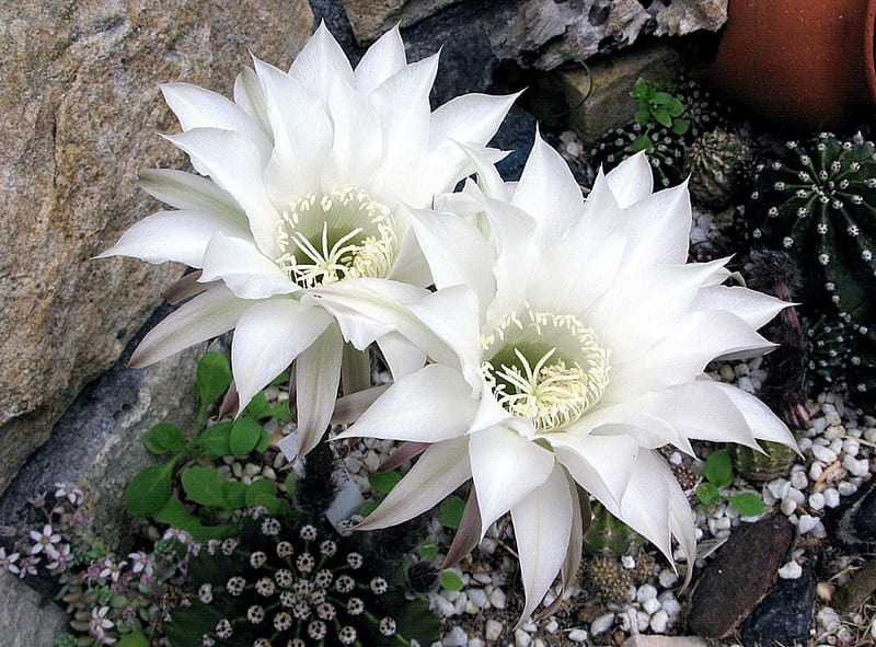 Cactus Blooming, flowers, cactus, white, bloom, HD wallpaper