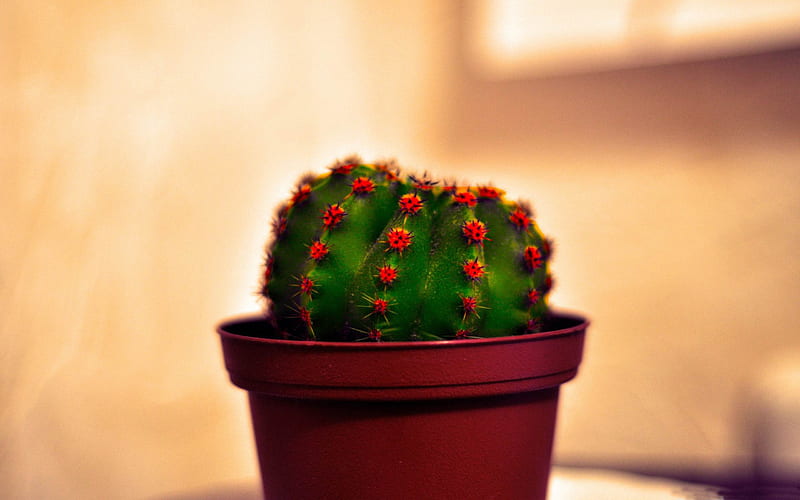 Cactus-flowers graphy, HD wallpaper