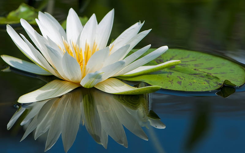 water lily macro-flowers graphy, HD wallpaper