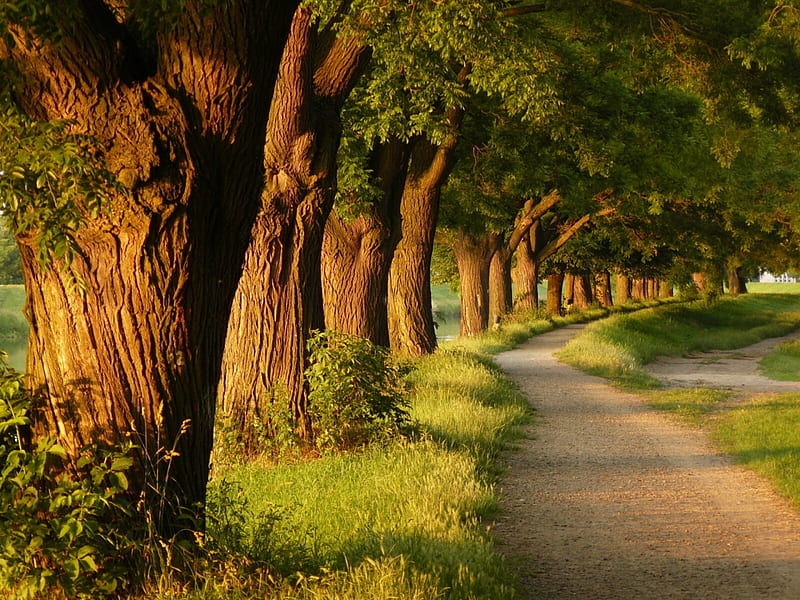 Beautiful Trees, path, nature, park, way, trees, HD wallpaper