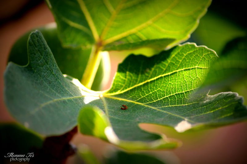 Fig Leaves, fig, tree, leaves, ficus, HD wallpaper