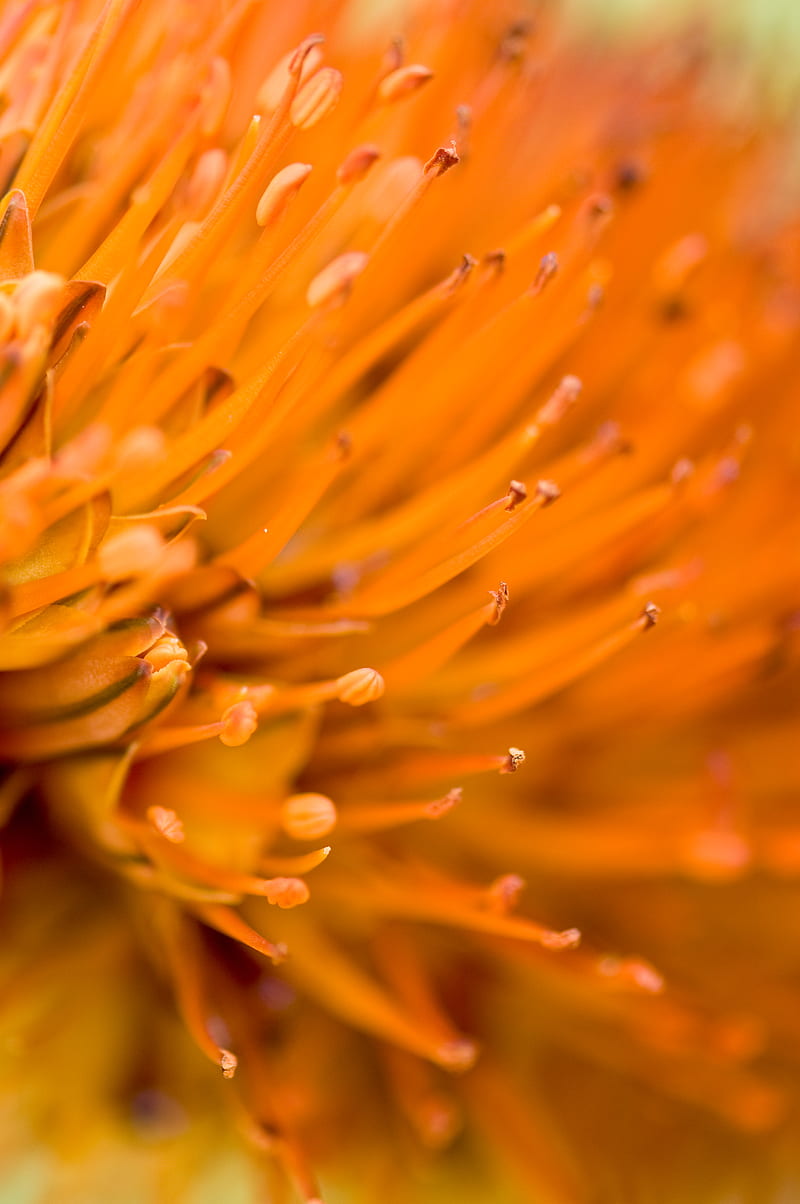 flower, macro, orange, blur, HD phone wallpaper
