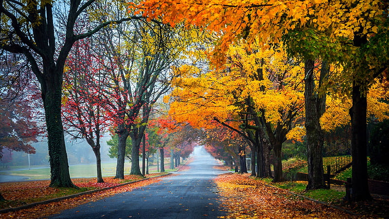 Road Between Yellow Orange Green Autumn Fall Leaves Garden Background Nature, HD wallpaper