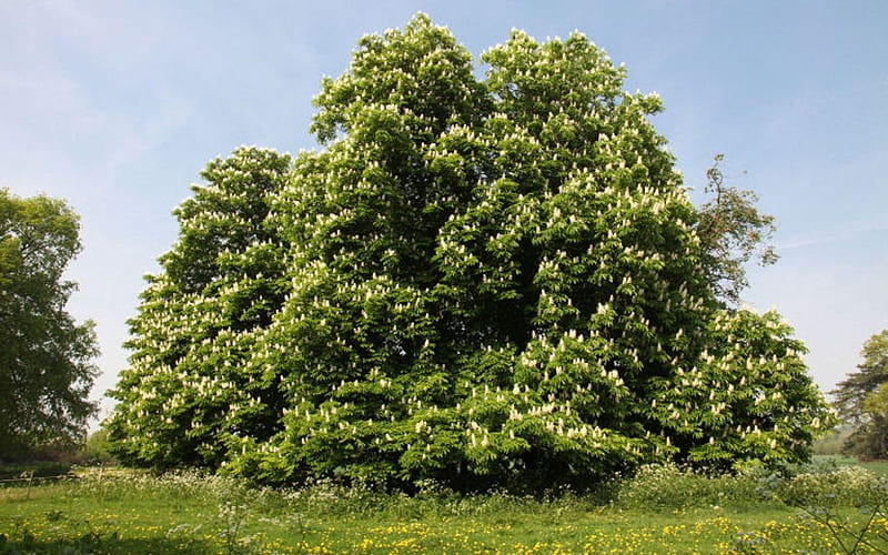 Horse-Chestnut in Blooms, nature, spring, blooms, horse-chestnut, HD wallpaper